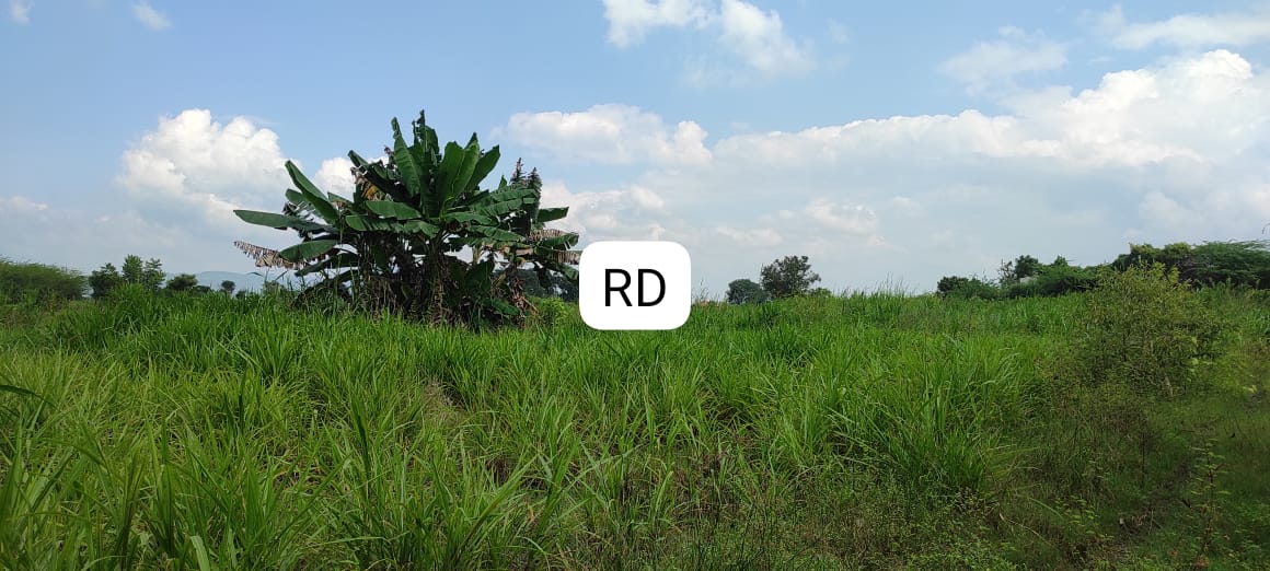 Indigenous cattle breeds grazing freely at a traditional South Indian dairy farm